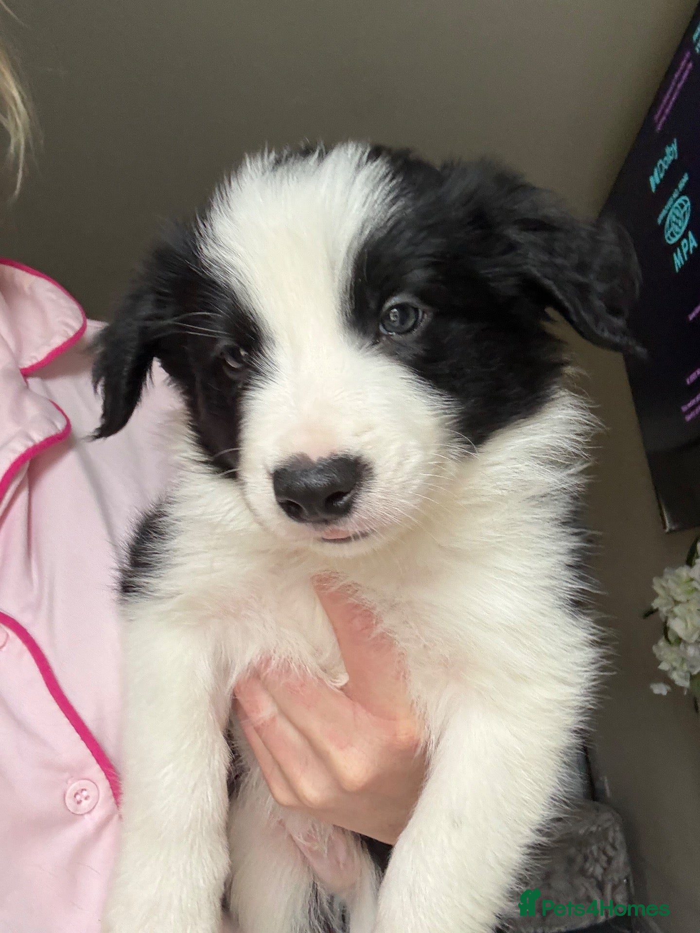 Border Collie dogs for sale: last boy Long coated pure bred collie puppy - Advert 1