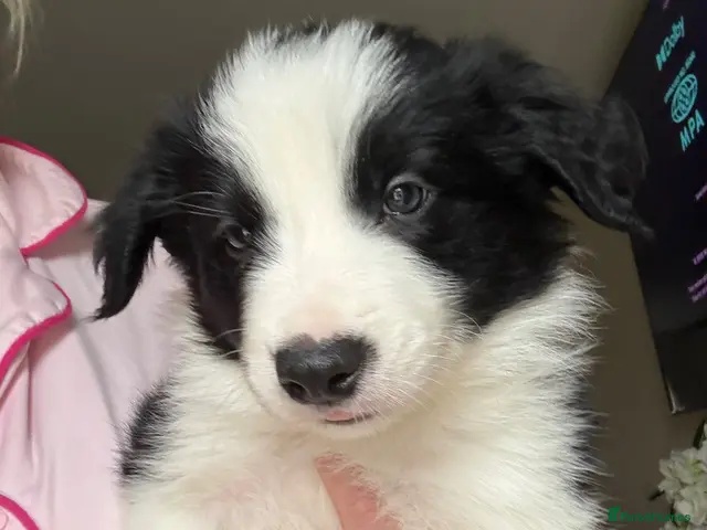 Border Collie dogs for sale: last boy Long coated pure bred collie puppy - Advert 1