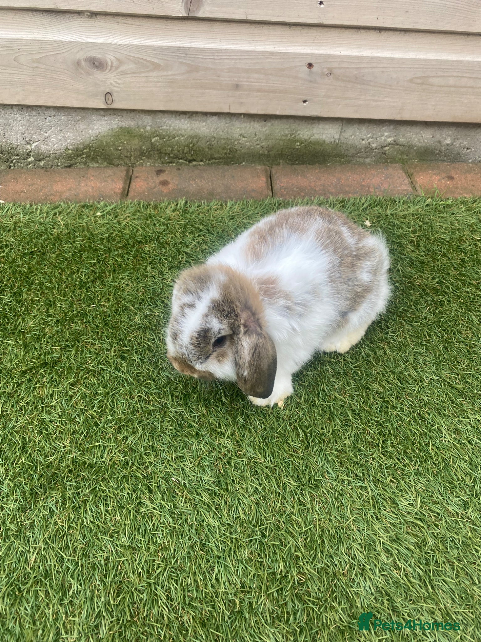 Rex rabbits Baby French lops  - Advert 8