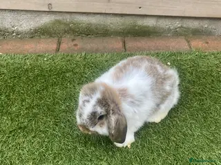 Rex rabbits Baby French lops - Advert 8