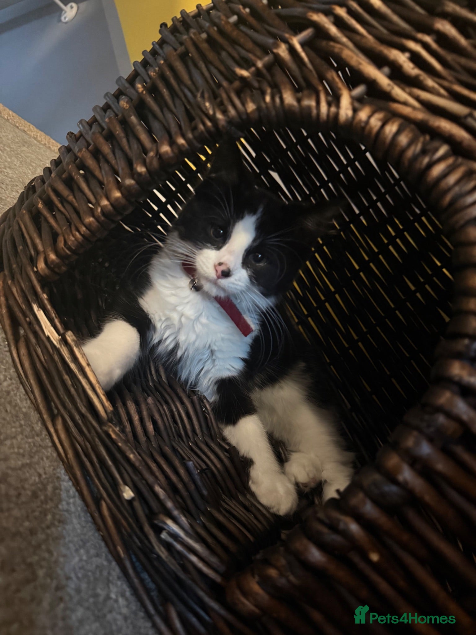 Mixed Breed cats Unfortunate sale of our kitten - Advert 1