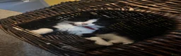 Mixed Breed cats for sale: Unfortunate sale of our kitten in Peterborough - Advert 1