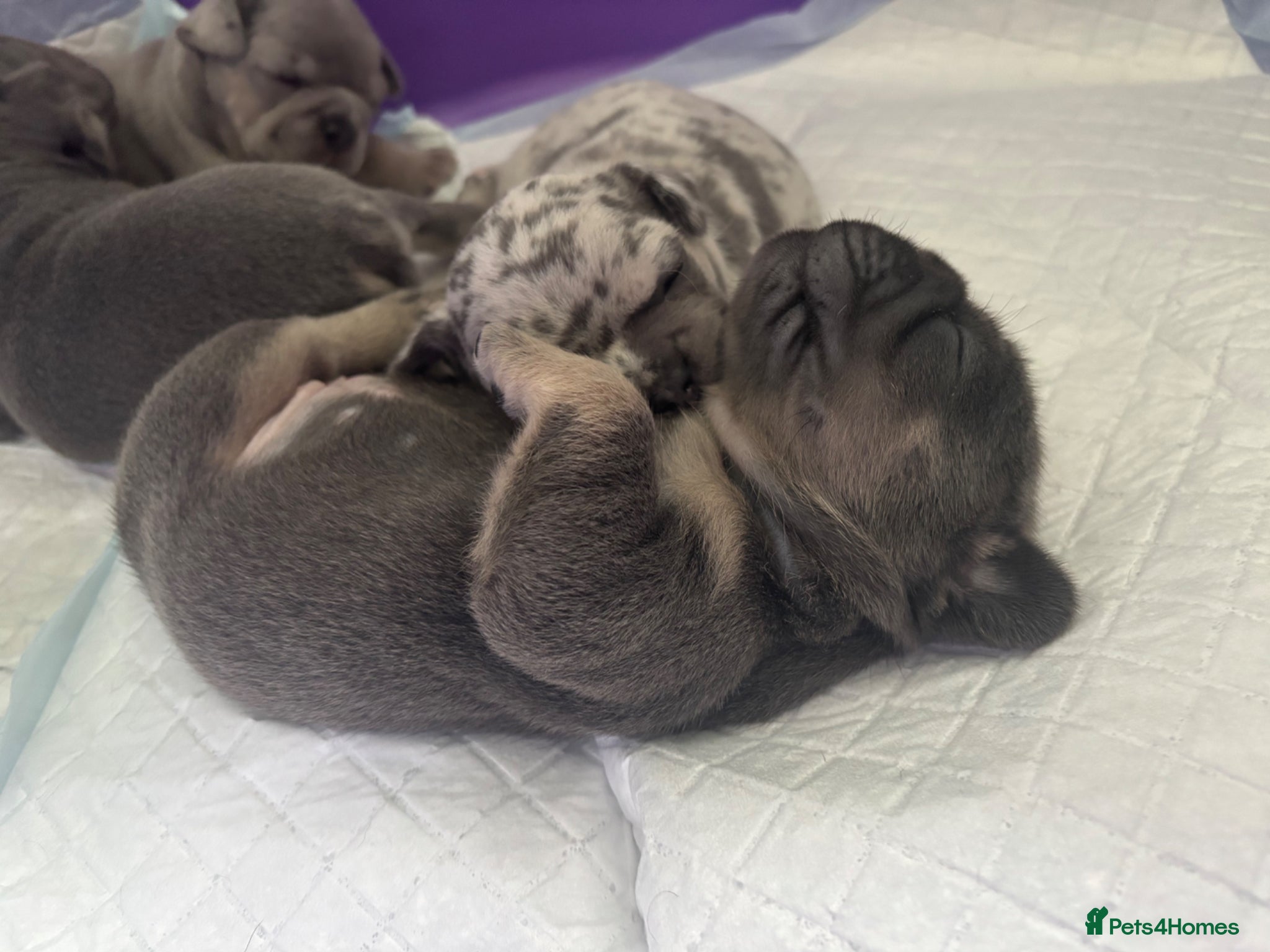 Frug dogs 4 beautiful frug puppies -  3/4 frenchie.  - Advert 1