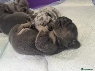 Frug dogs 4 beautiful frug puppies - 3/4 frenchie. - Advert 2