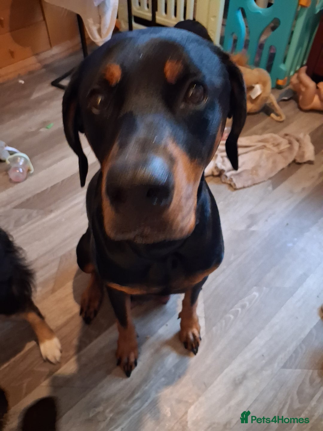 Mixed Breed dogs for sale: Boarder Rottie puppies  - Image 7