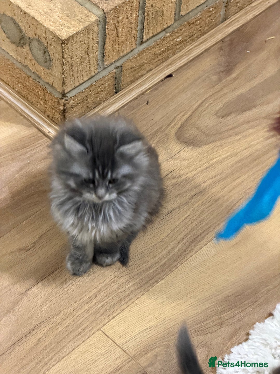 Maine Coon cats for sale: Maine Coon - Advert 39