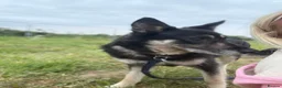 Mixed Breed dogs for adoption: Megan - Norwich Norfolk  - Advert 12