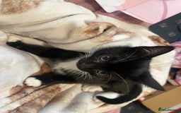 Mixed Breed cats for sale: 2 gorgeous playful kittens - Image 14