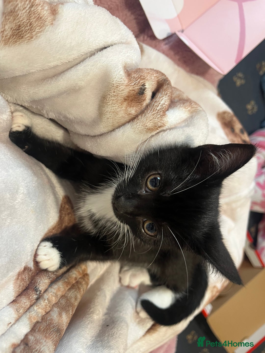 Mixed Breed cats for sale: 2 gorgeous playful kittens - Image 14