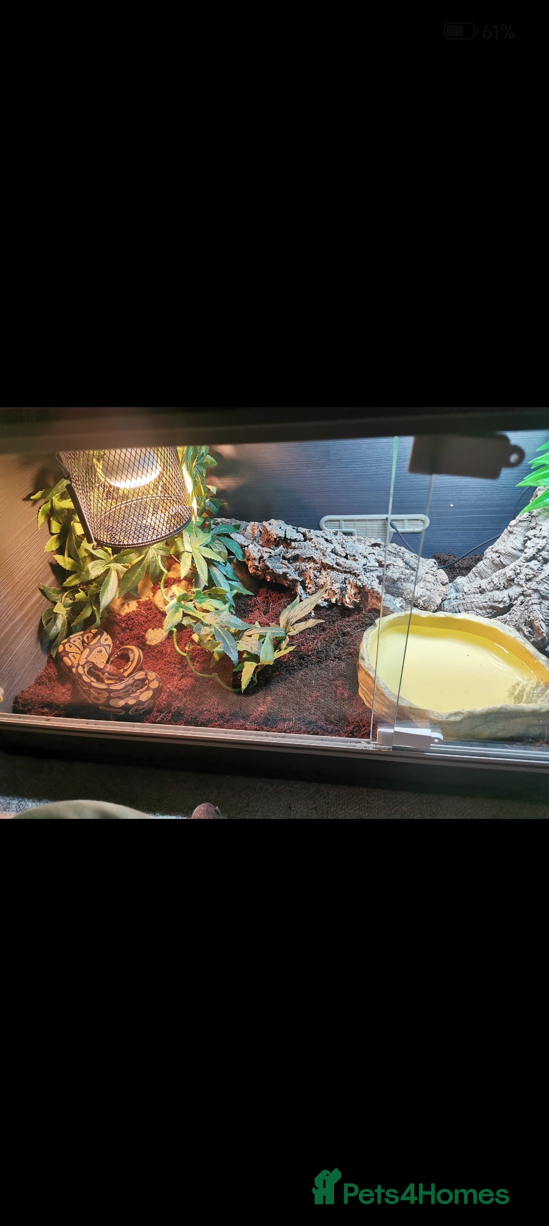 Snake reptiles for sale: Ball Python Female - Image 1