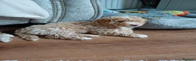 Cavapoochon 5