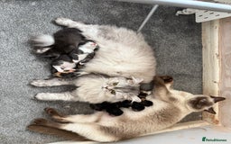 Mixed Breed cats for sale: British short/long hair x kittens ready to go  - Image 15