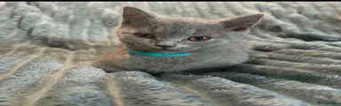 British Shorthair 2