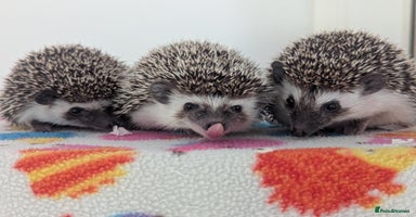 Pygmy Hedgehog rodents - Advert 5