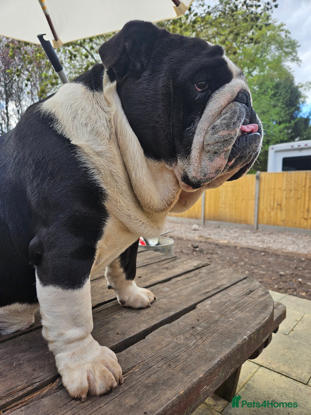 English Bulldog dogs for sale: Outstanding KC English Bulldogs, Top Quality Pups - Image 20