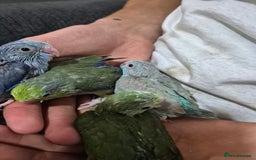 Parrots birds for sale: parrotlet babies - Image 2