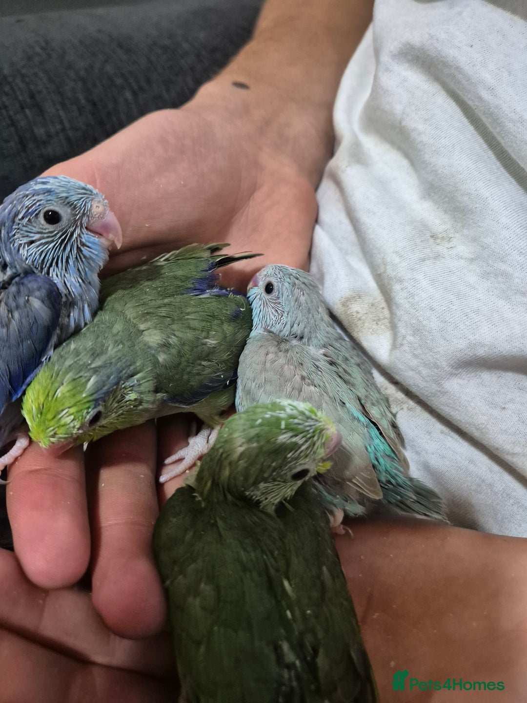 Parrots birds for sale: parrotlet babies - Image 2