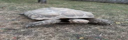 Tortoise reptiles for sale: Large male sulcata tortoise in Ipswich - Advert 1