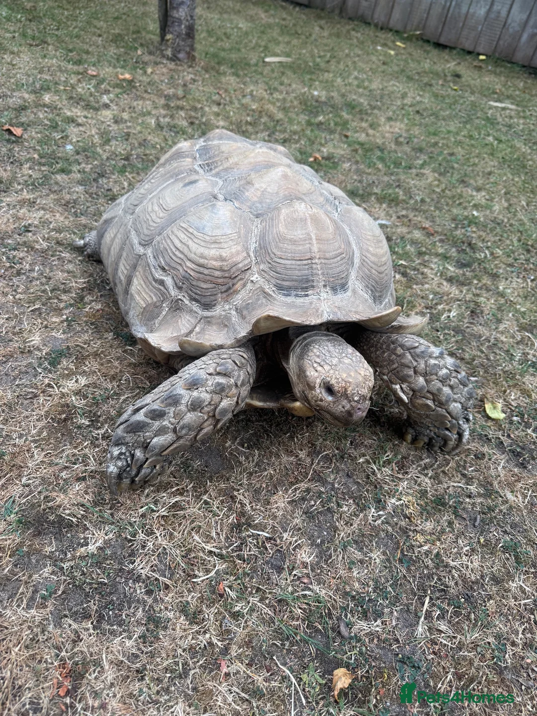 Tortoise reptiles for sale: Large male sulcata tortoise in Ipswich - Advert 1