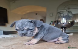 French Bulldog dogs for sale: Beautiful French bulldogs - Image 20