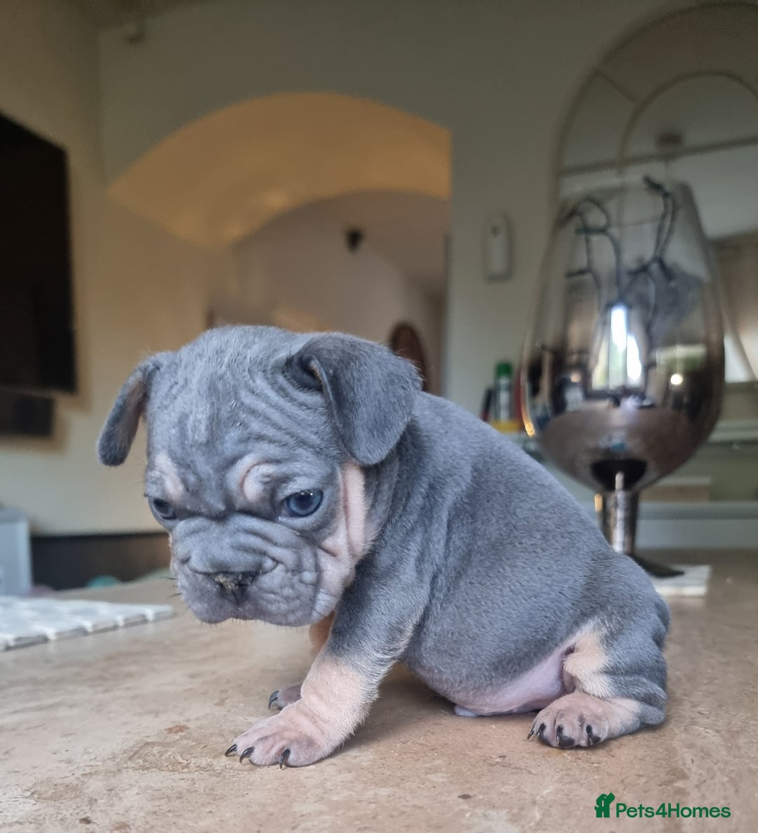 French Bulldog dogs for sale: Beautiful French bulldogs - Image 20
