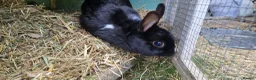 Mixed Breed rabbits for sale: Tiny, very curious. very friendly female rabbit   - Advert 2