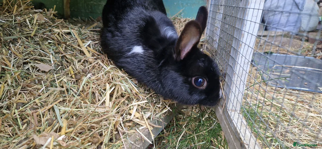 Mixed Breed rabbits for sale: Tiny, very curious. very friendly female rabbit   - Advert 2
