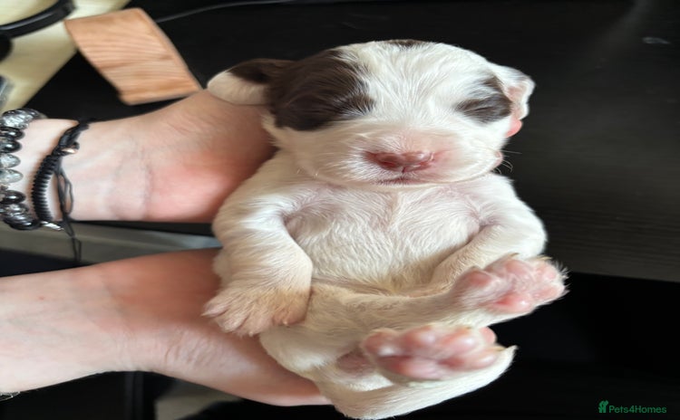 Cocker Spaniel dogs Working Cocker Spaniel Puppies - Advert 1