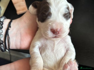 Cocker Spaniel dogs Working Cocker Spaniel Puppies - Advert 5