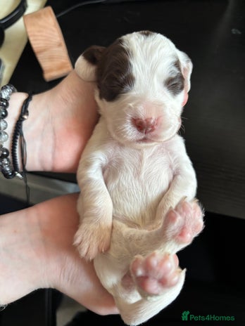 Cocker Spaniel dogs Working Cocker Spaniel Puppies - Advert 4