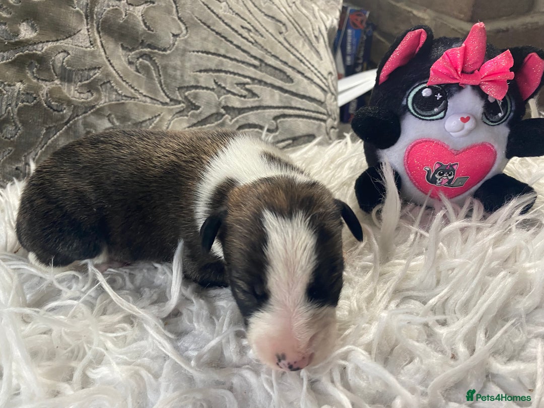 Mixed Breed dogs for sale: Lurcher cross pups  - Advert 9