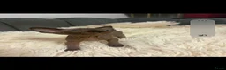 Sphynx cats for sale: Sphyx kittens  - Advert 10