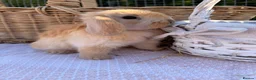 Mini Lop rabbits for sale:  Gorgeous mini Lop babies  - Advert 17