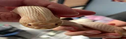 Snake reptiles for sale: Albino Hognose Snake - Advert 9