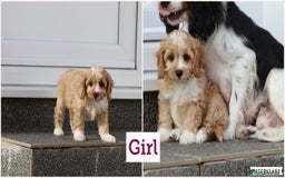Cavapoo dogs for sale: F1 Cavapoo puppies for sale - Image 8