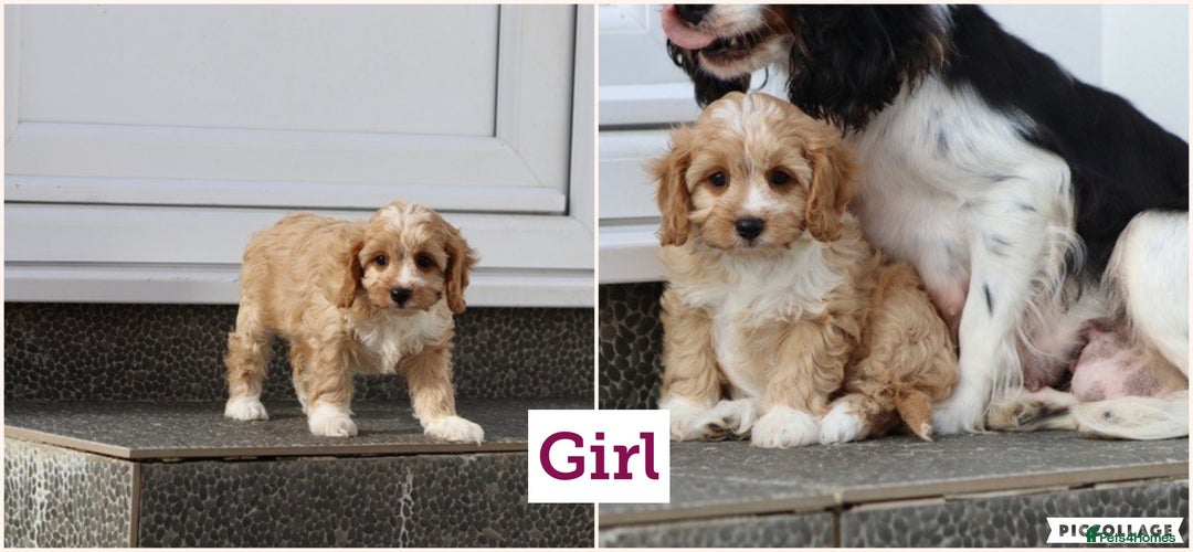 Cavapoo dogs for sale: F1 Cavapoo puppies for sale - Image 8