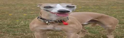 Whippet dogs for stud: KC registered pedigree Whippet male for stud in Markfield - Advert 1
