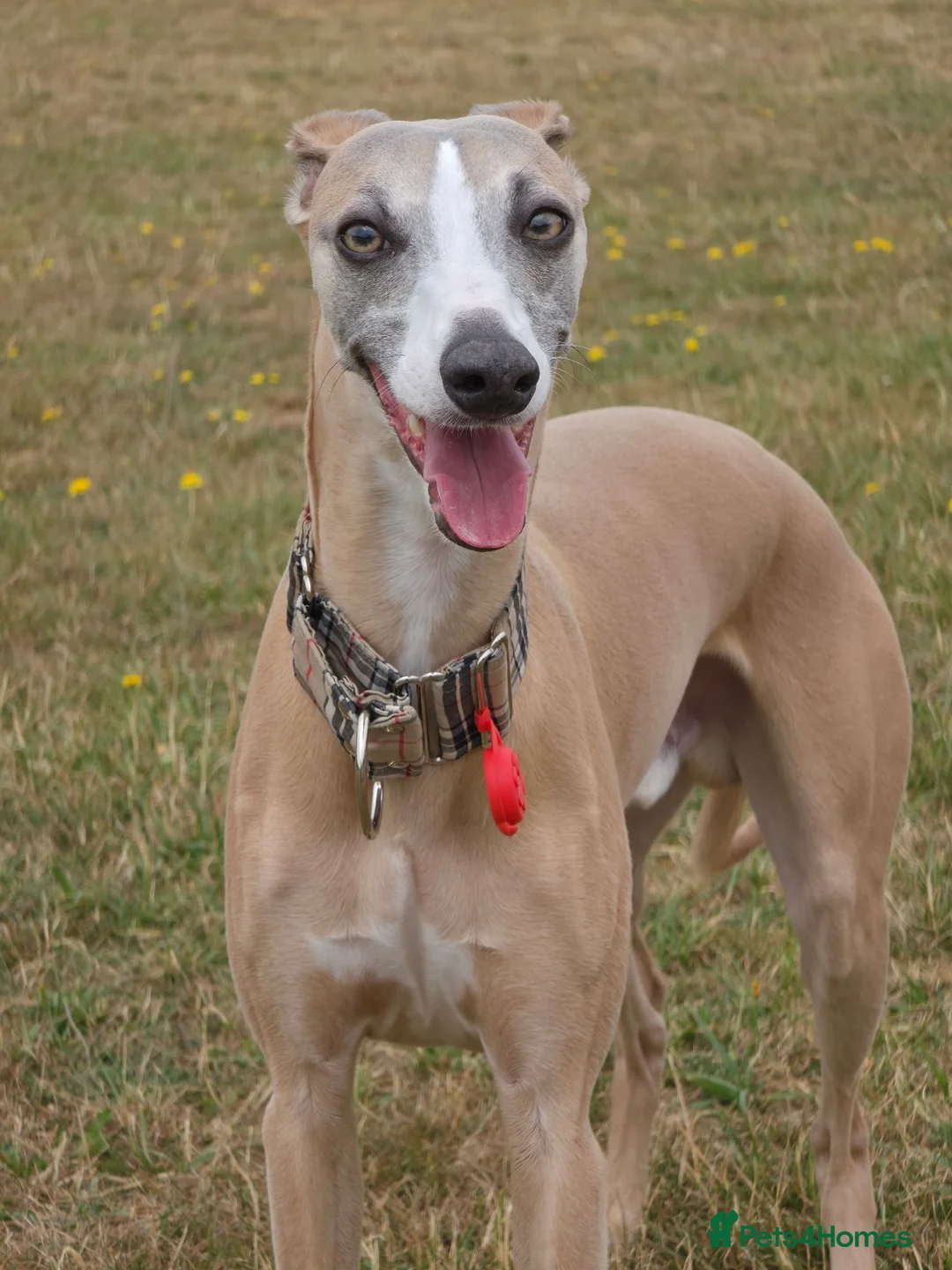 Whippet dogs for stud: KC registered pedigree Whippet male for stud in Markfield - Advert 1