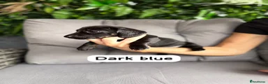 Dark blue