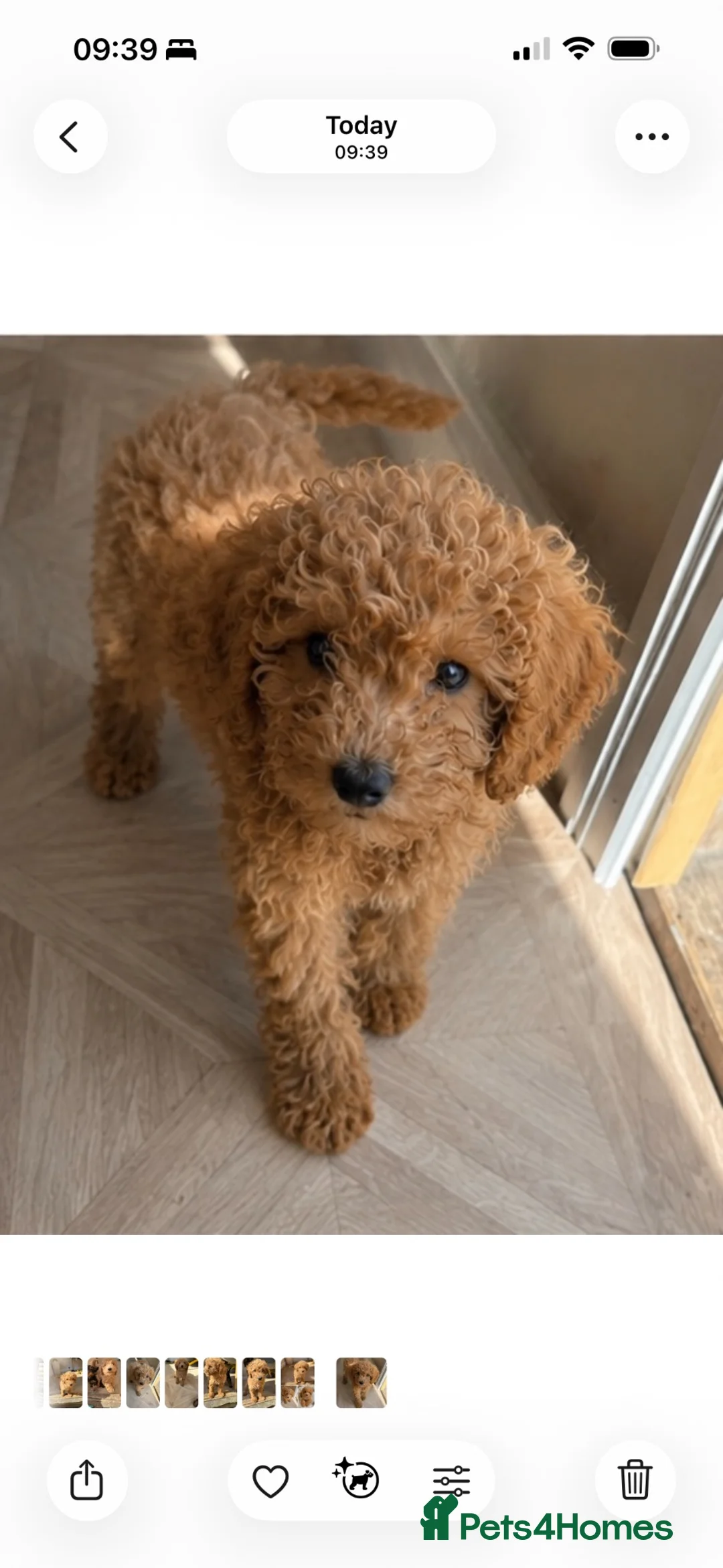 Cavapoo dogs for sale: Beautiful cavapoos 1 boys left ready to go 🐾 - Advert 2