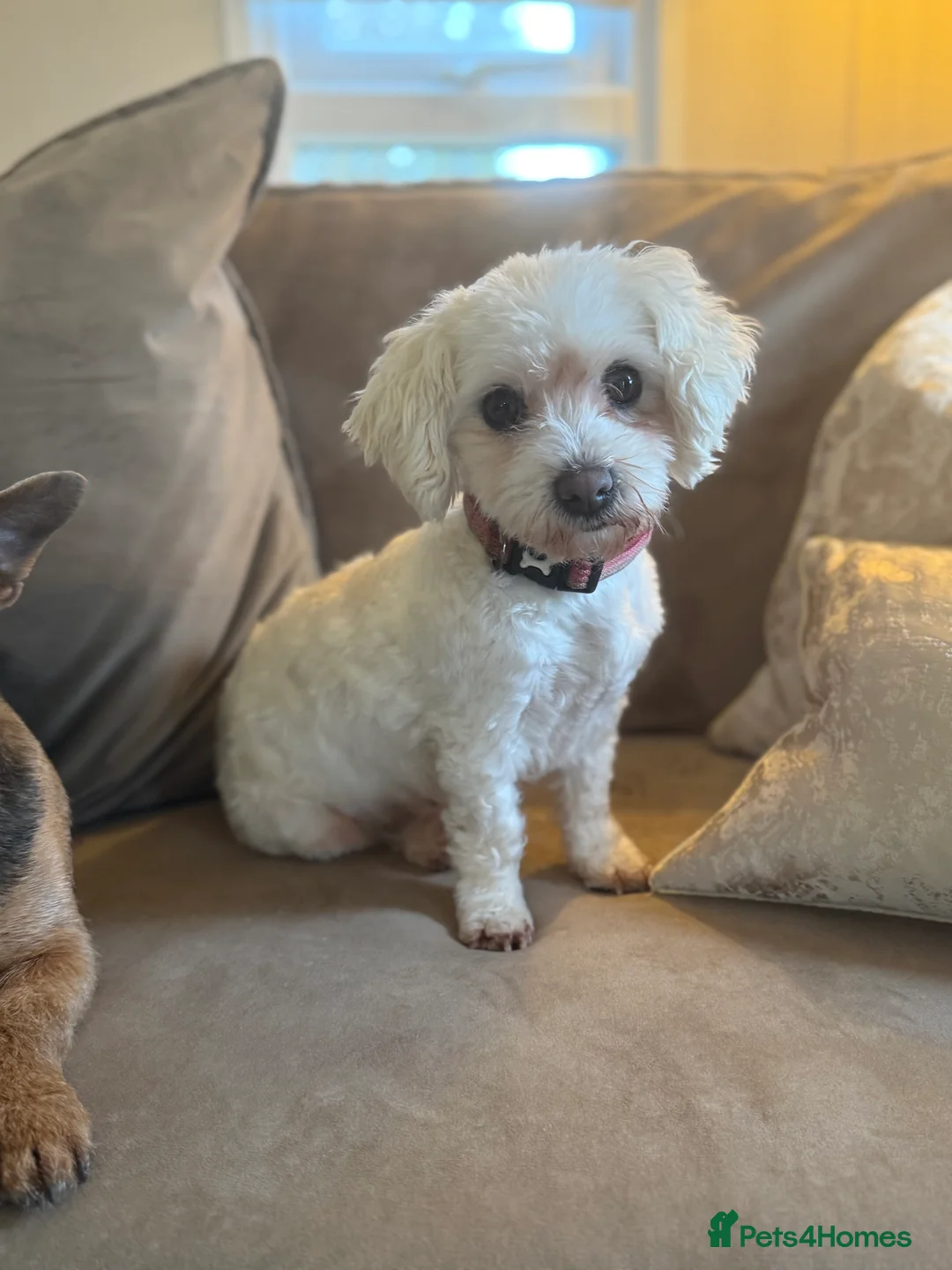 Cavachon dogs for sale: Loulou  - Advert 6