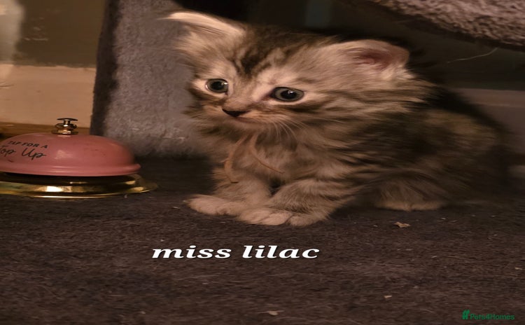 Maine Coon cats - Advert 6