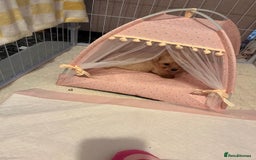 Maltipoo dogs for sale: Tea cup/ pocket puppy Maltipoo girl 🩷 - Image 20