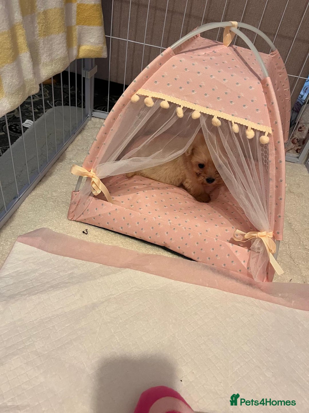 Maltipoo dogs for sale: Tea cup/ pocket puppy Maltipoo girl 🩷 - Image 20