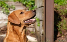 Labrador Retriever dogs for sale: Plump little Red Labrador Puppies! - Image 20