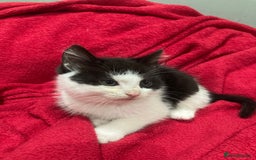British Shorthair cats for sale: Beautiful kittens looking for new home  - Image 8