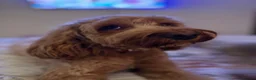 Cockapoo dogs for sale: 🐾 Cockapoo Puppies Due 8th November! ❤️ 🐾 in Ruardean - Advert 9