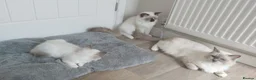 Ragdoll cats for sale: RAGDOLL BICOLOUR GIRL BLUE EYES READY NOW  - Advert 6