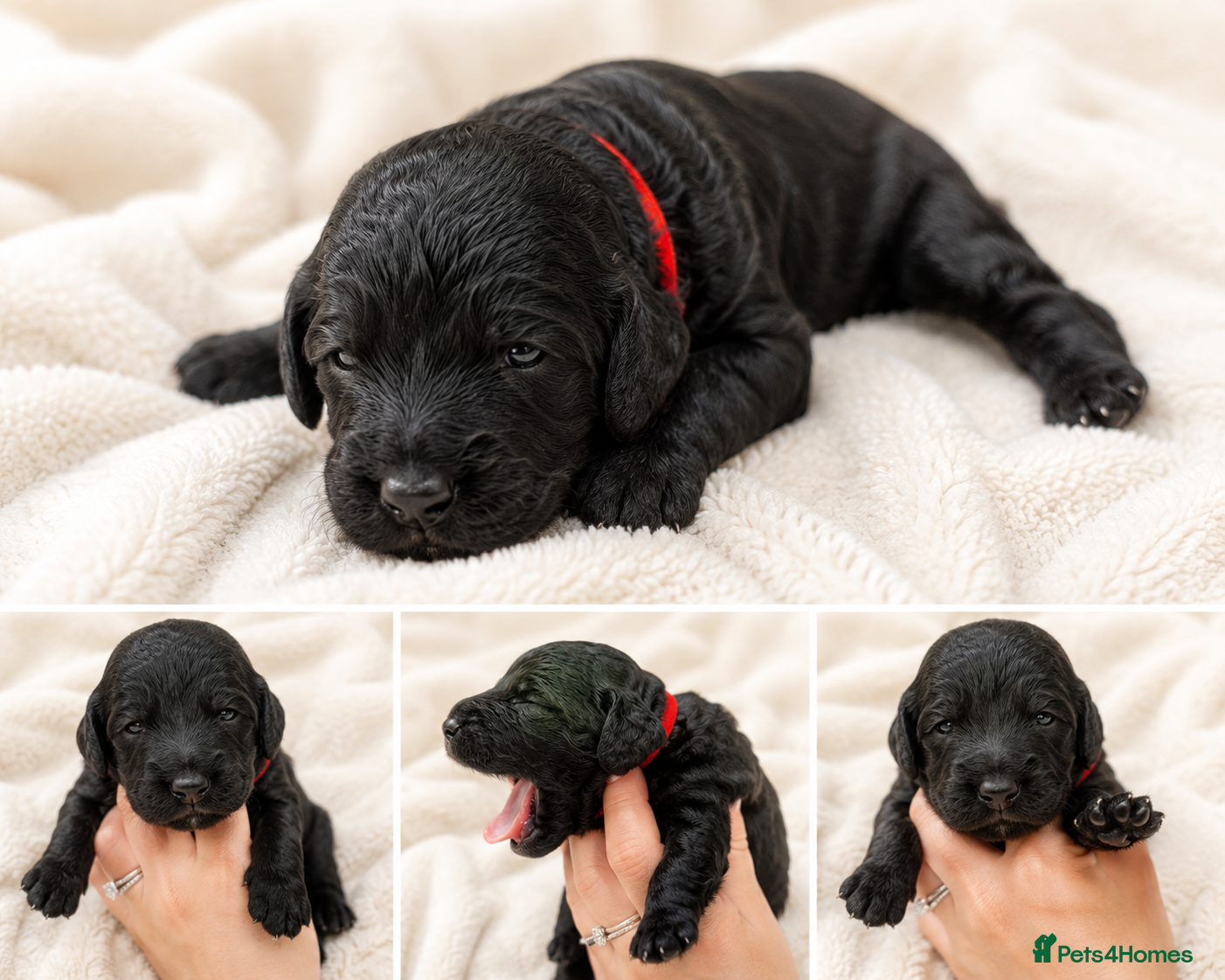 Cockapoo dogs Quality F1 Cockapoo puppies - Advert 2