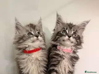 Maine Coon cats 🐾 Stunning Maine Coon Kittens🐾 - Advert 7
